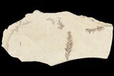 Metasequoia (Dawn Redwood) Fossils - Montana #85812-1